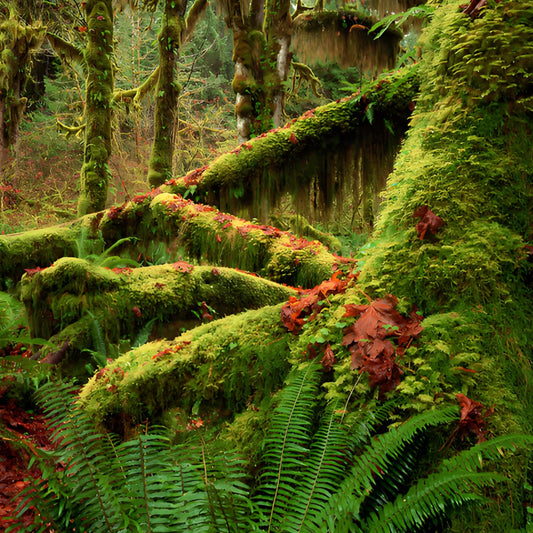 Oakmoss & Amber / Scented Candle