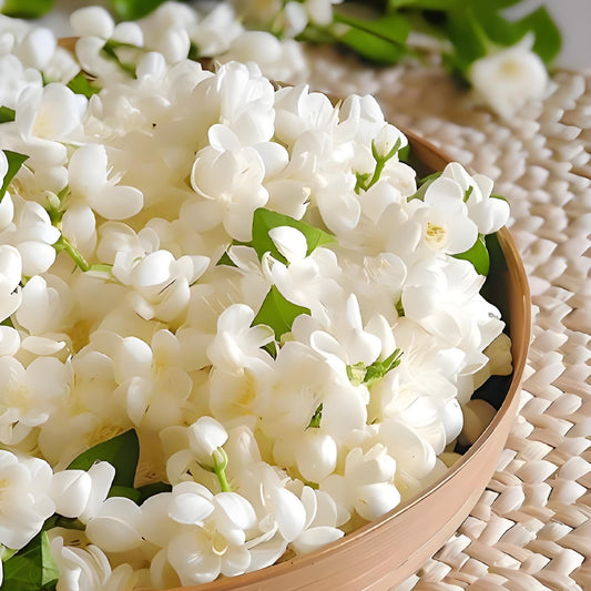 Sambac Jasmine / Home Fragrance